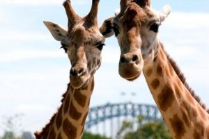 Sydney Harbour Ferry with Taronga Zoo Entry Ticket - Accommodation Newcastle